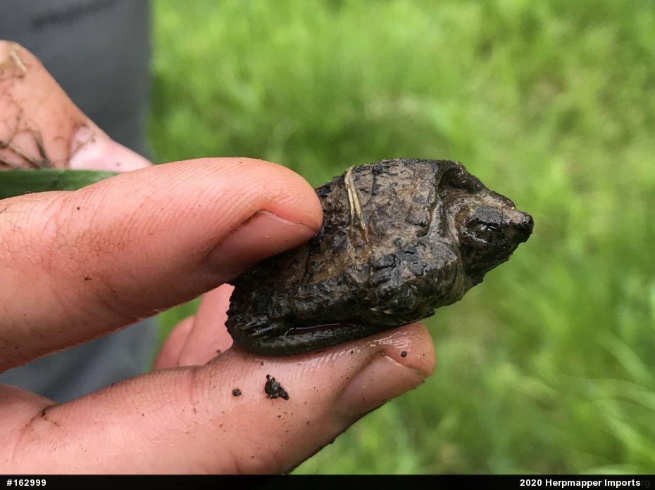 Snapping Turtle