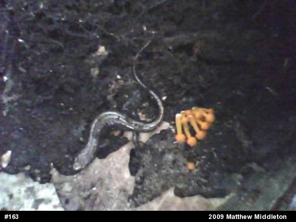 Allegheny Mountain Dusky Salamander