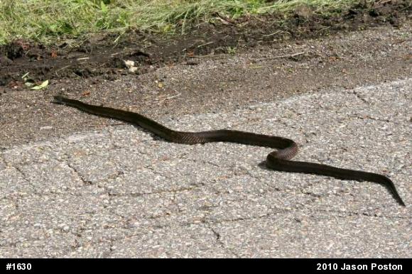 Eastern Ratsnake