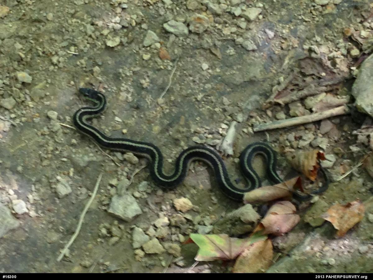 Eastern Gartersnake