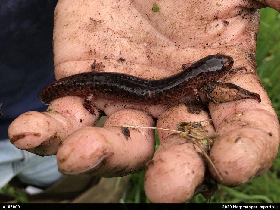 Northern Red Salamander