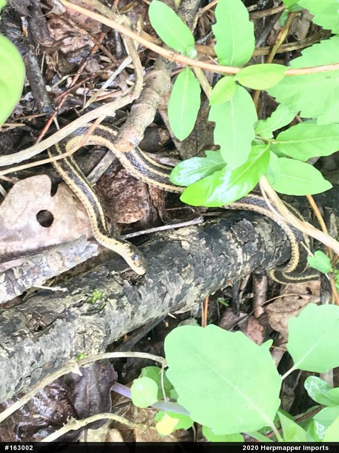 Eastern Gartersnake
