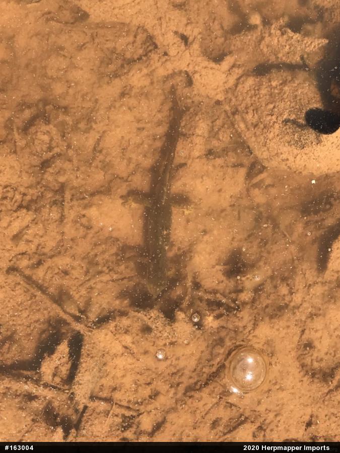 Red-spotted Newt