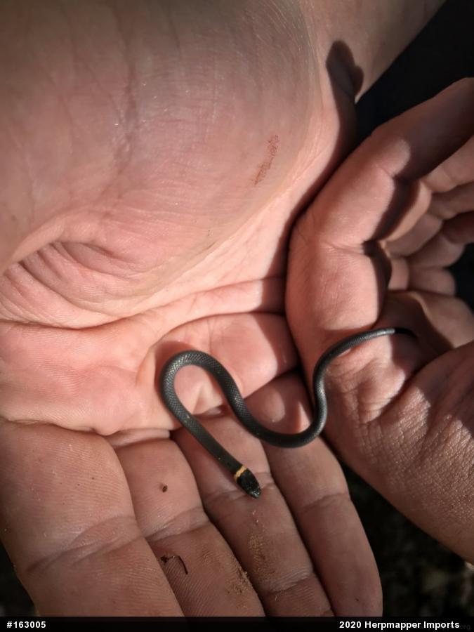 Northern Ring-necked Snake