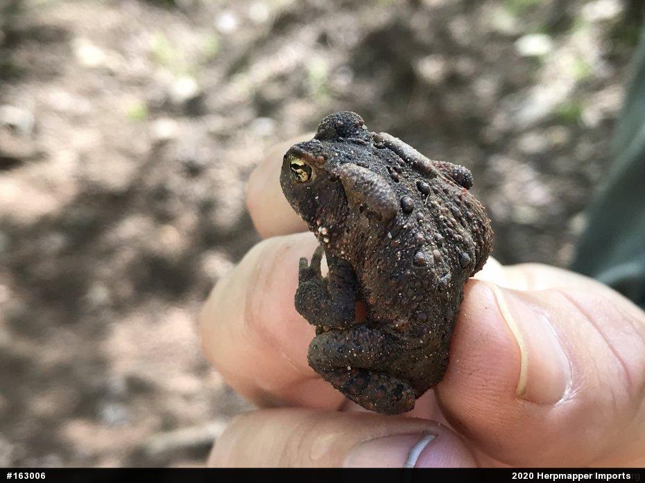 Eastern American Toad
