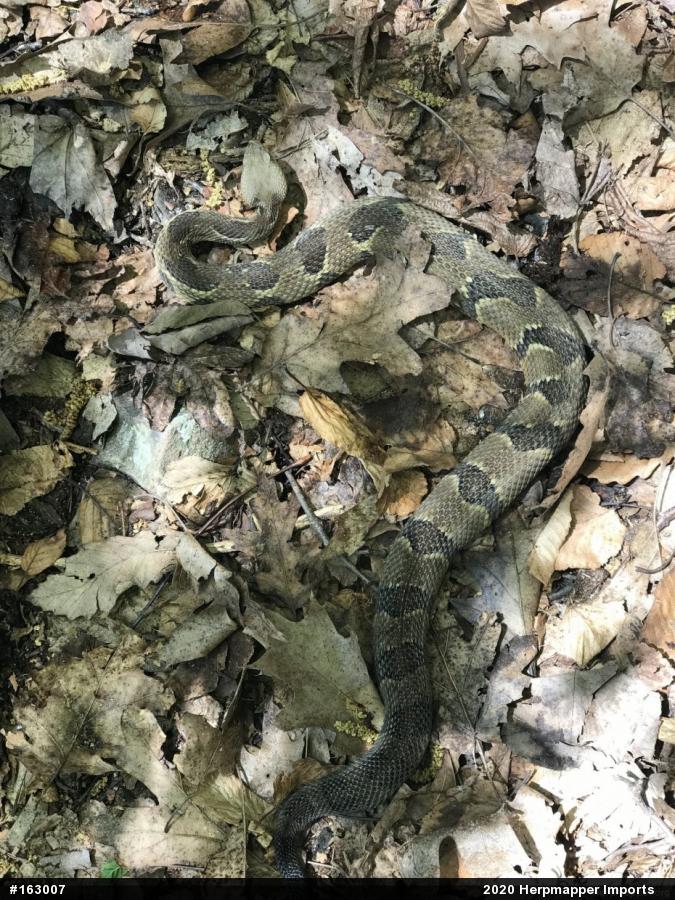 Timber Rattlesnake