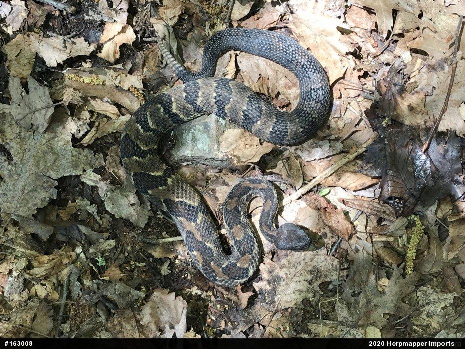 Timber Rattlesnake