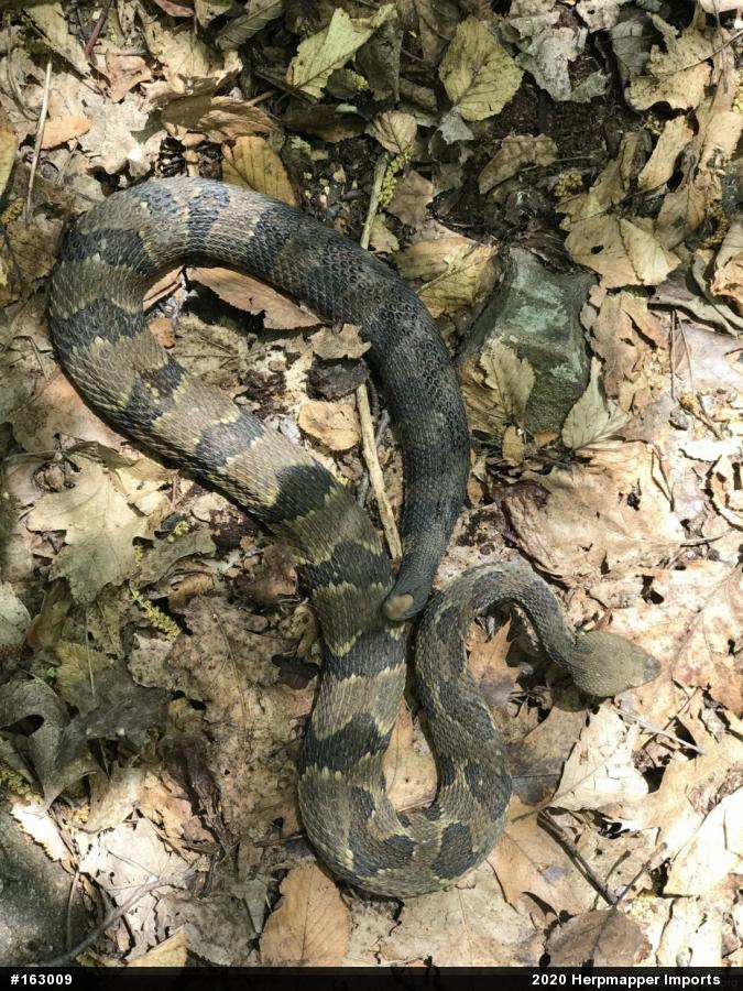 Timber Rattlesnake
