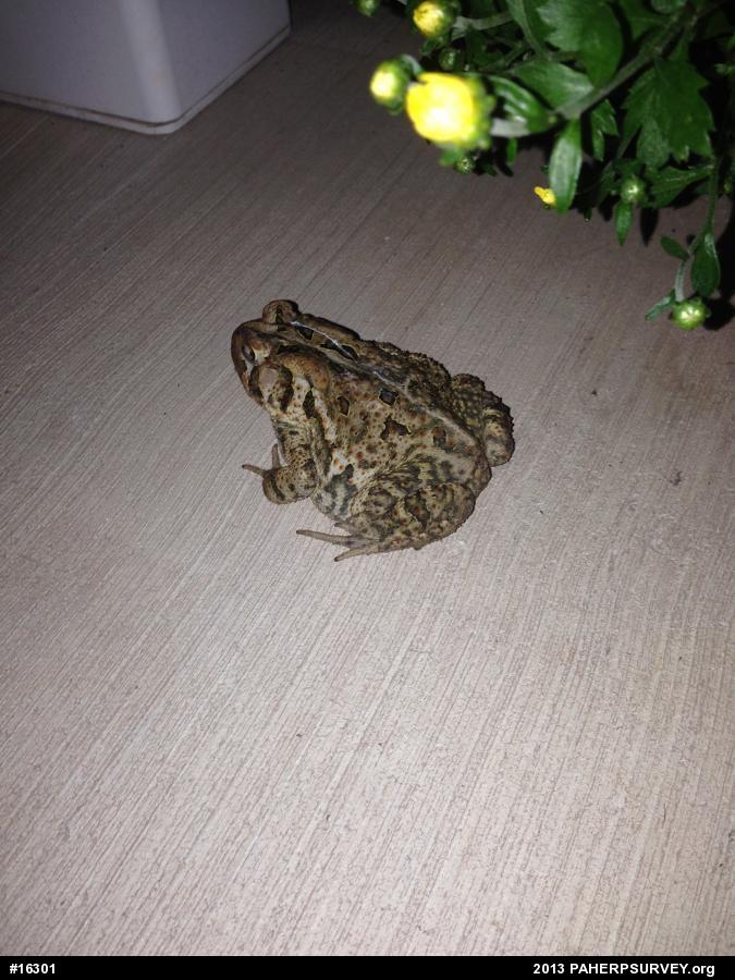 Eastern American Toad