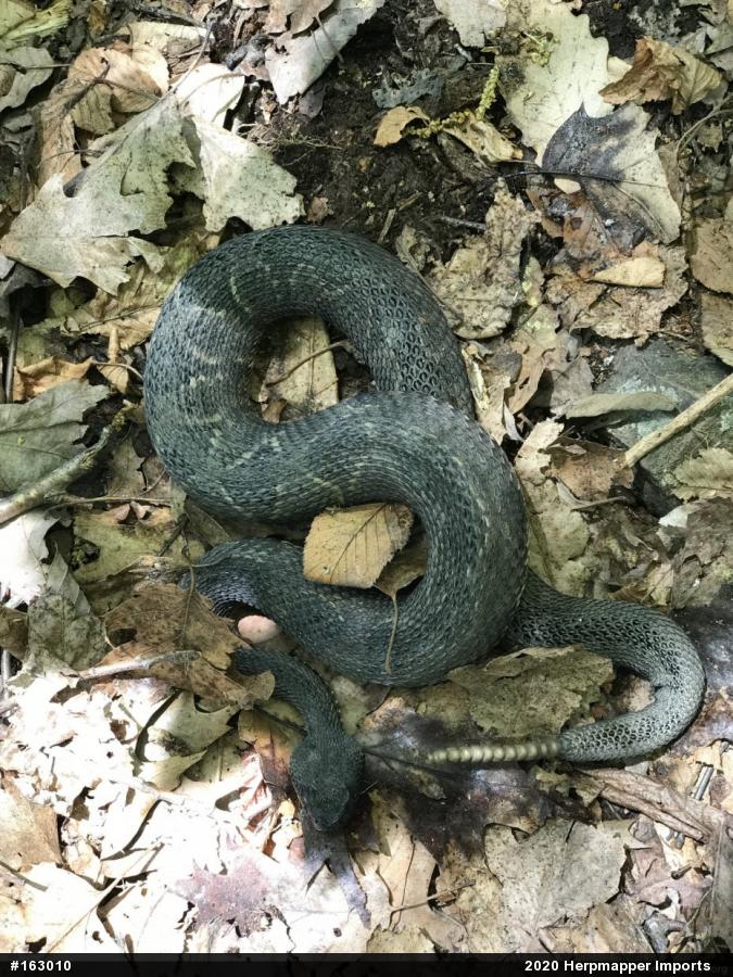 Timber Rattlesnake