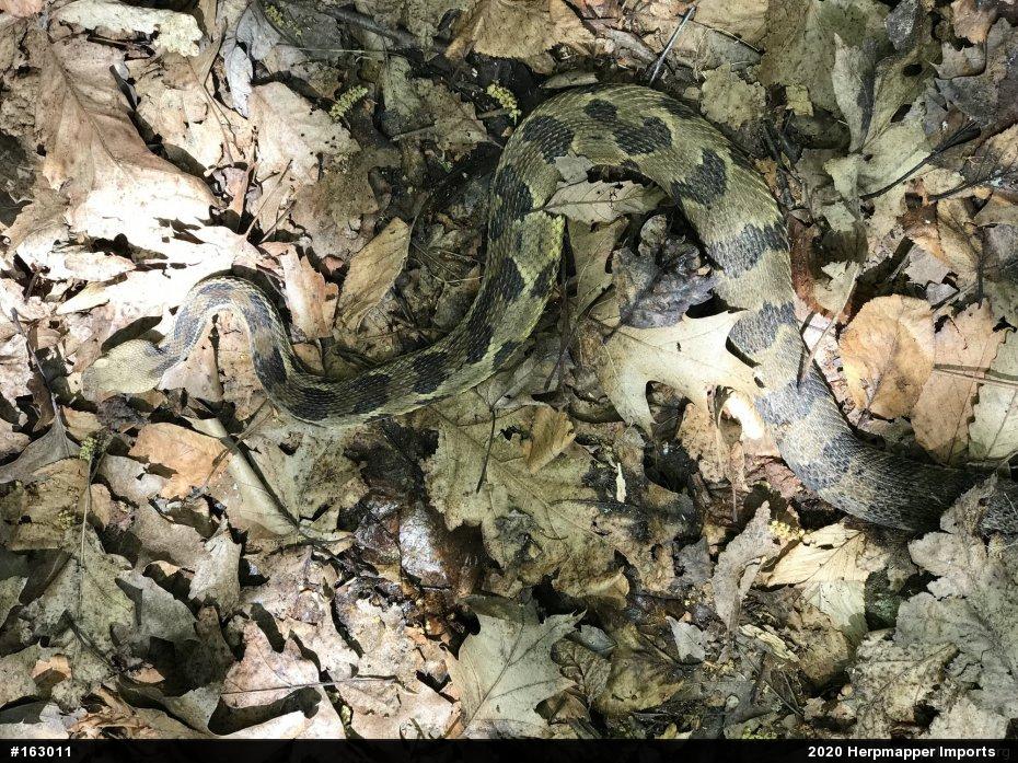 Timber Rattlesnake