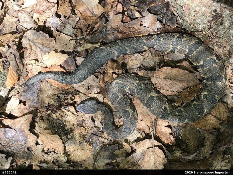 Timber Rattlesnake