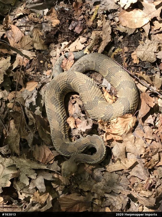 Timber Rattlesnake