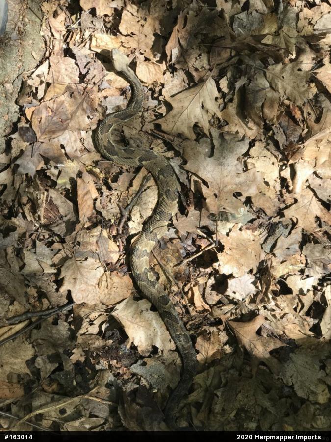 Timber Rattlesnake