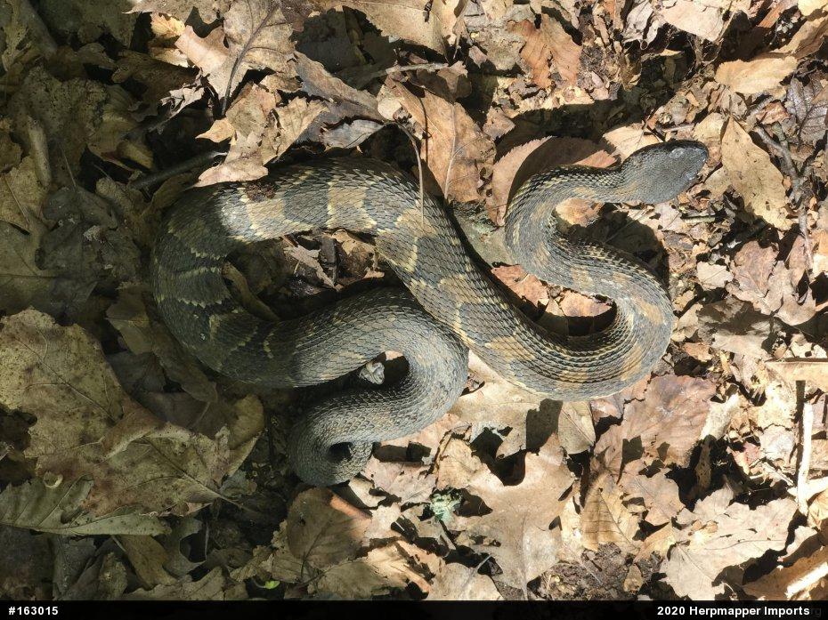 Timber Rattlesnake