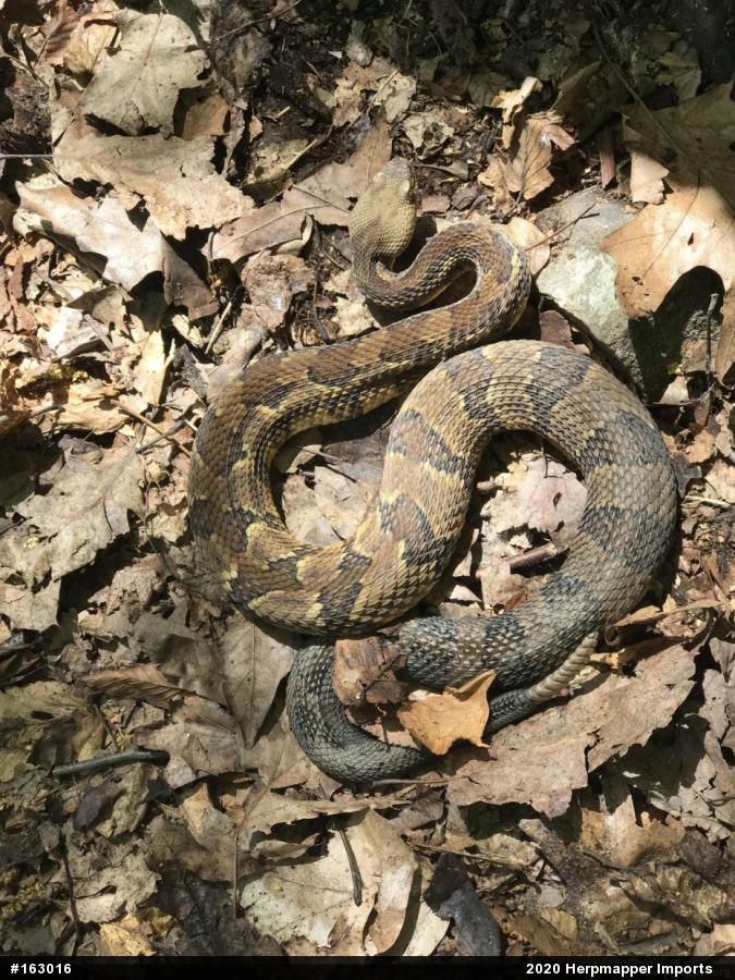 Timber Rattlesnake
