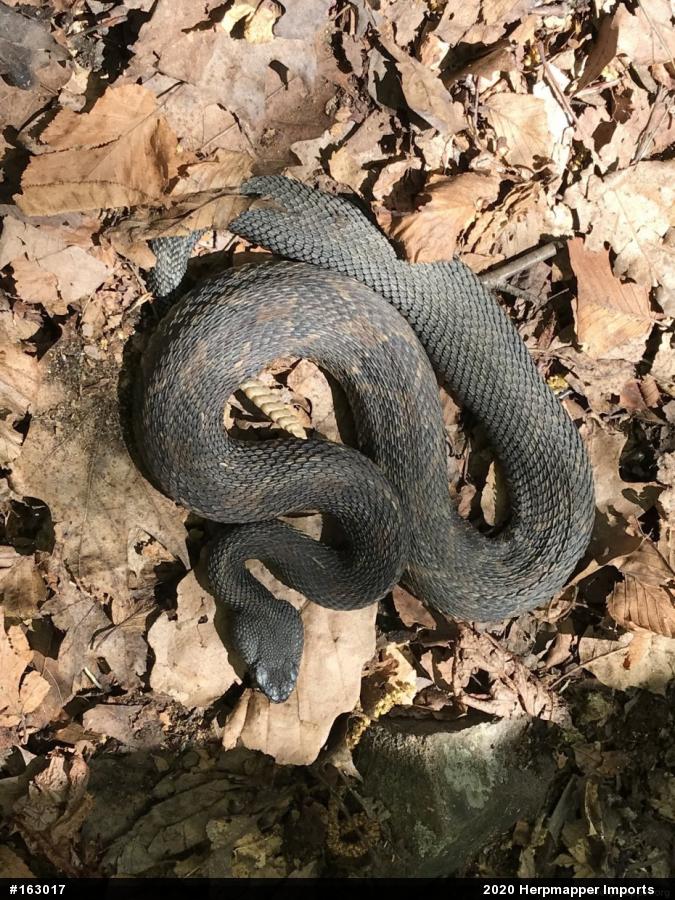 Timber Rattlesnake
