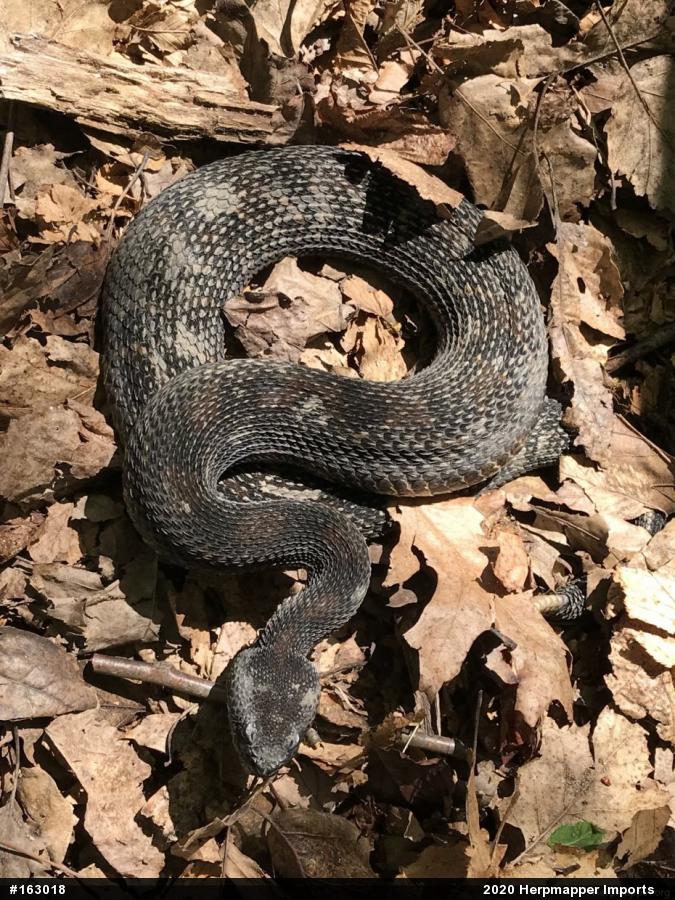 Timber Rattlesnake