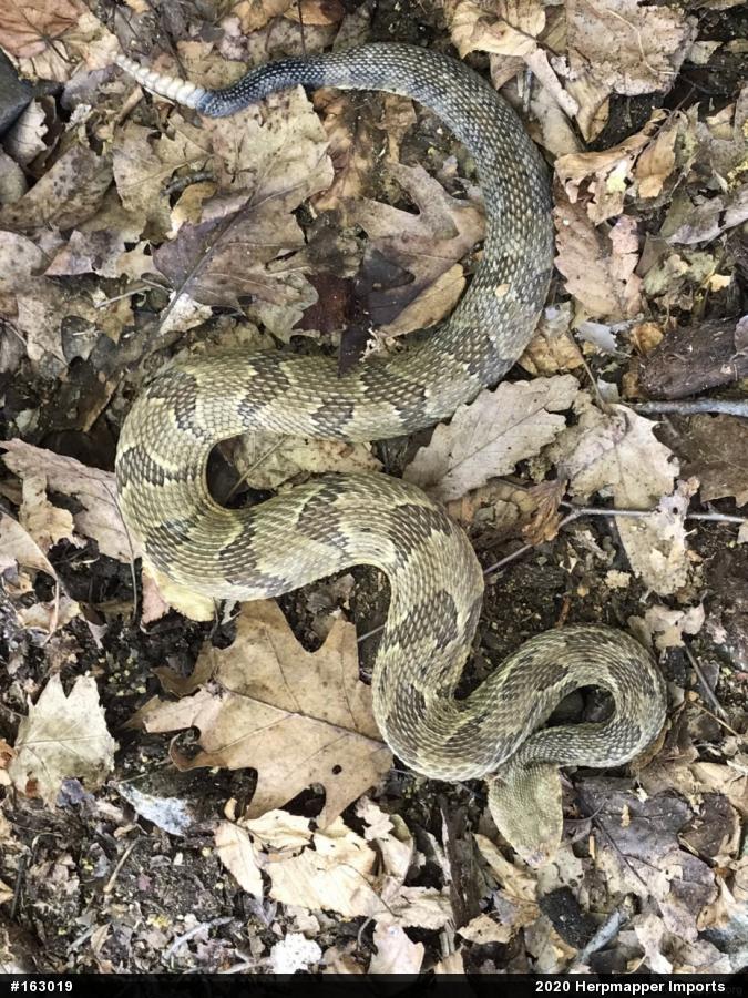 Timber Rattlesnake