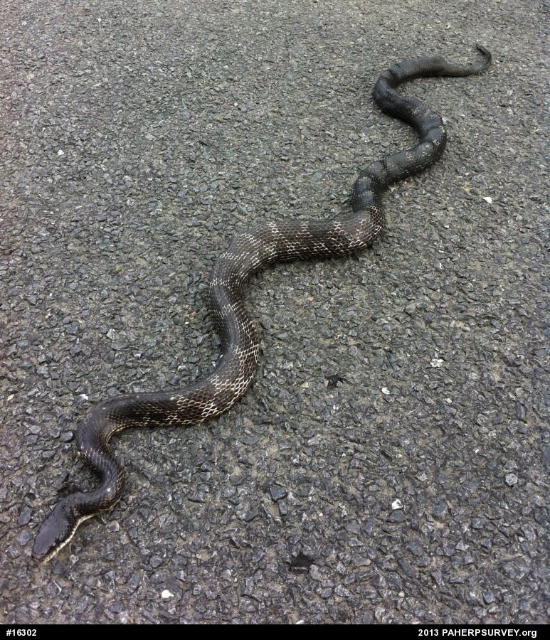 Eastern Ratsnake