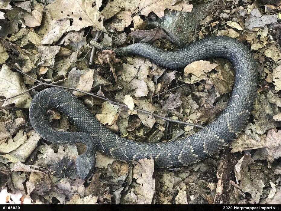 Timber Rattlesnake