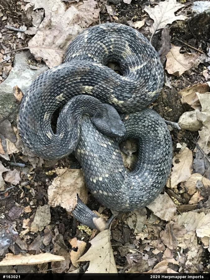 Timber Rattlesnake