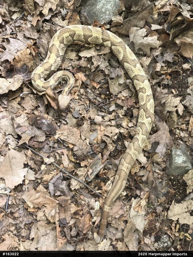 Timber Rattlesnake
