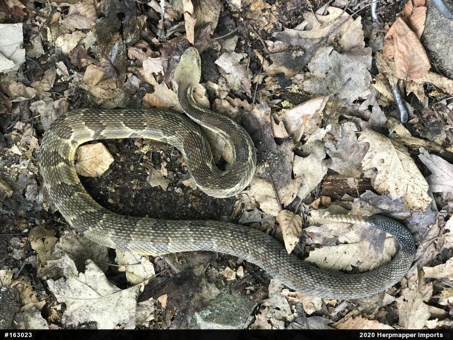 Timber Rattlesnake