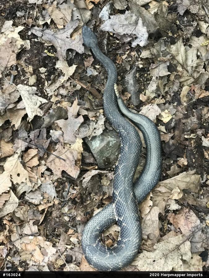 Timber Rattlesnake