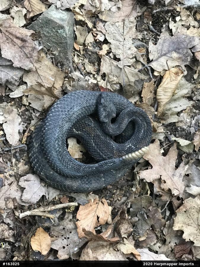 Timber Rattlesnake