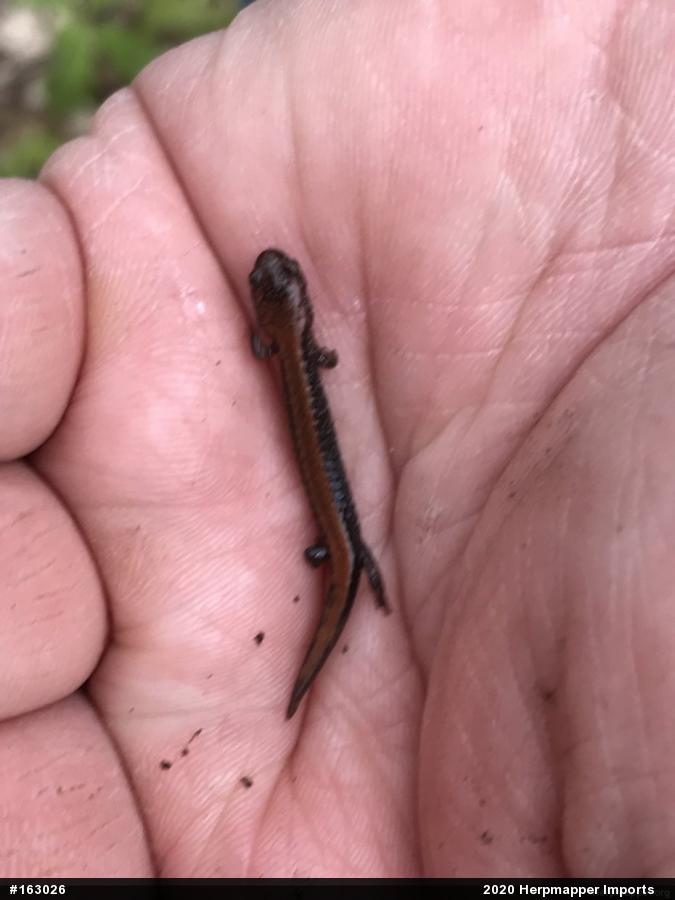 Eastern Red-backed  Salamander
