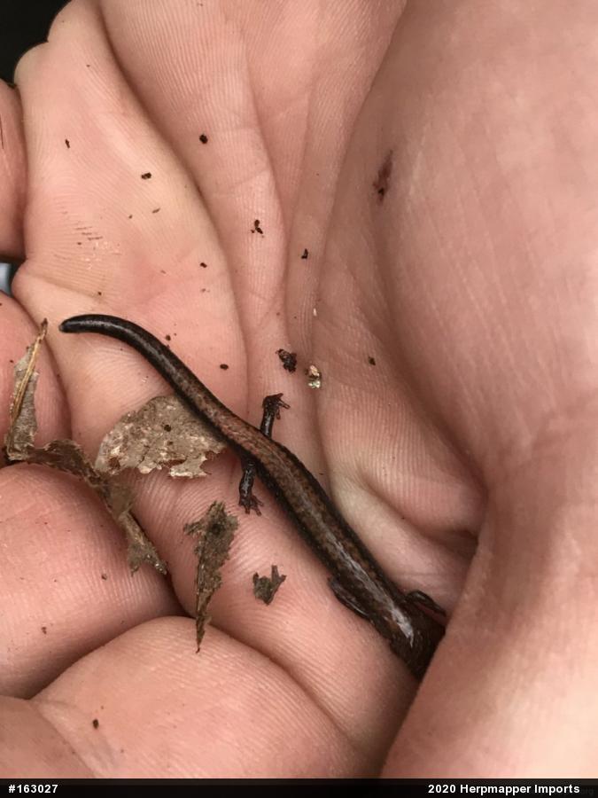 Eastern Red-backed  Salamander