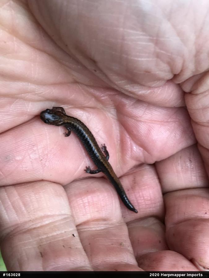 Eastern Red-backed  Salamander