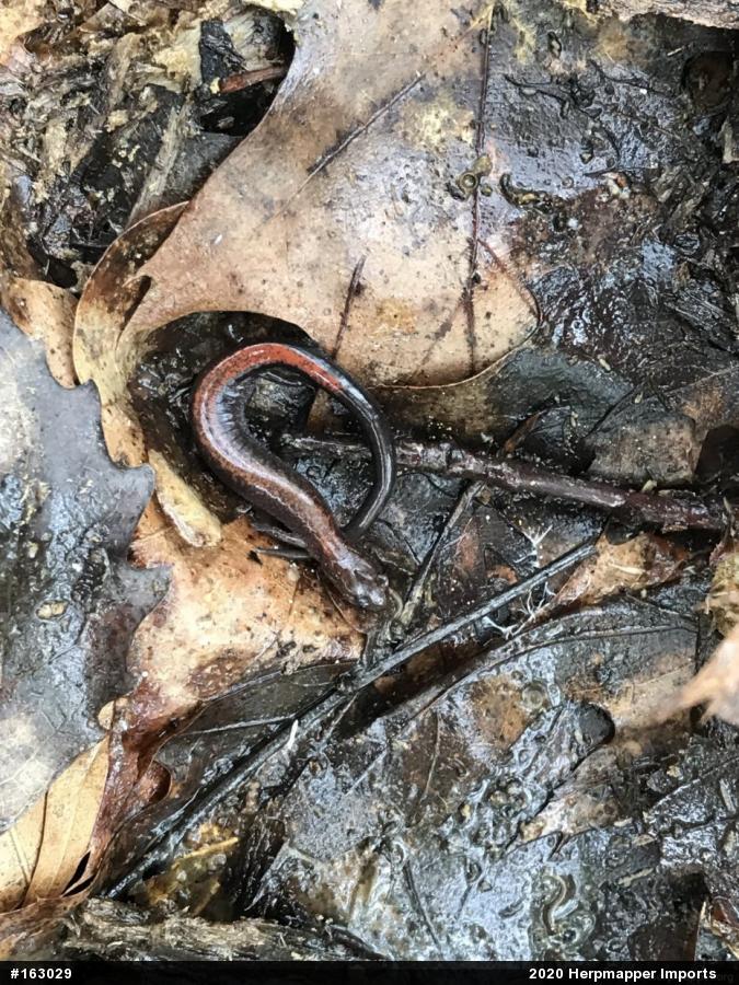 Eastern Red-backed  Salamander