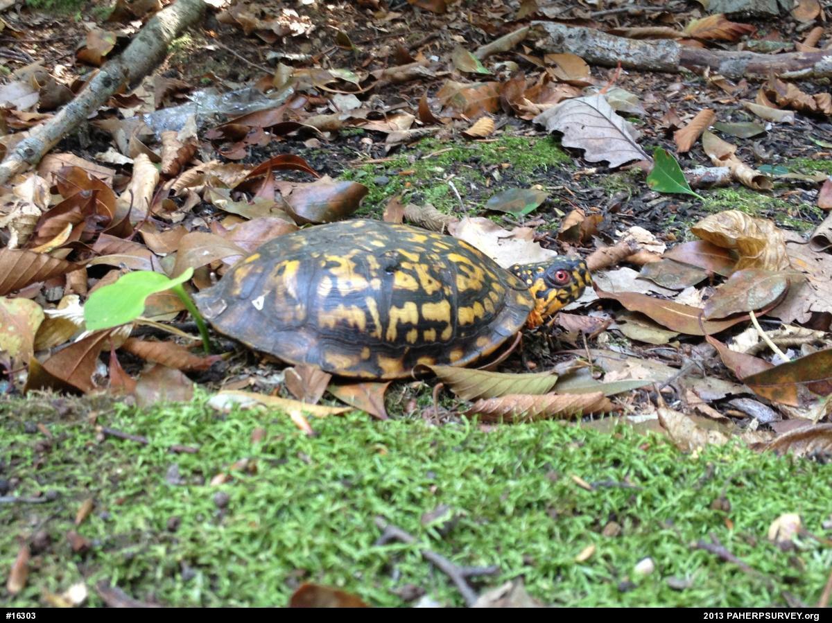 Eastern Box Turtle