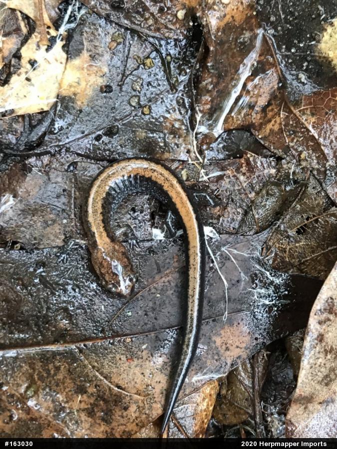 Eastern Red-backed  Salamander