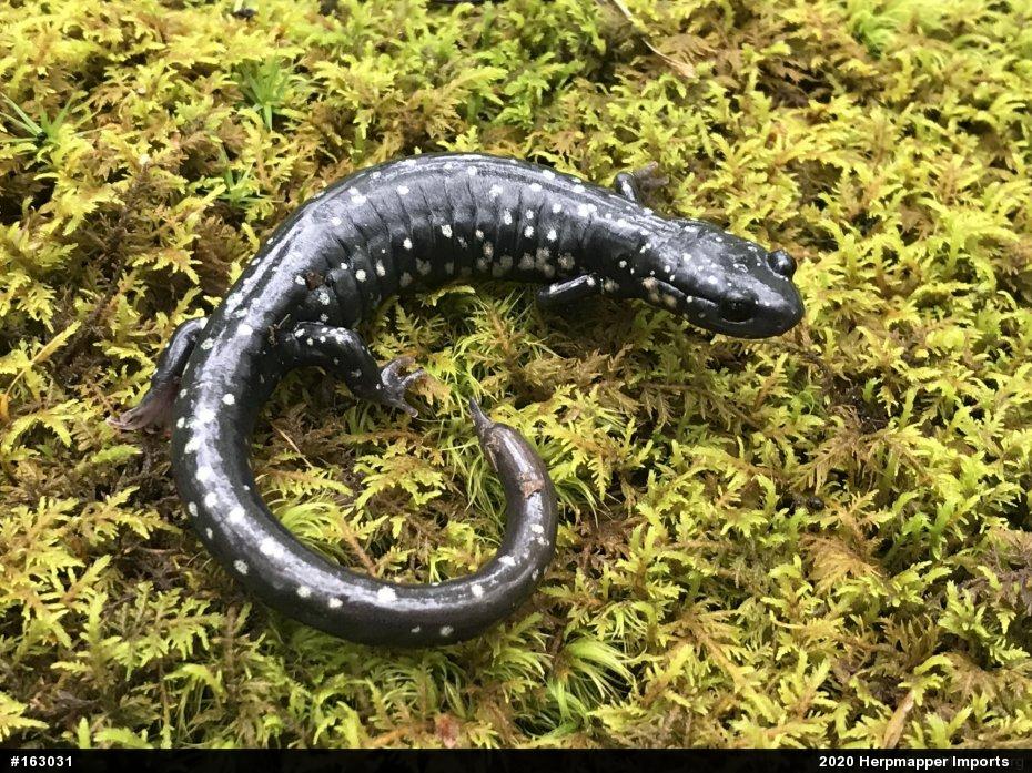 Northern Slimy Salamander