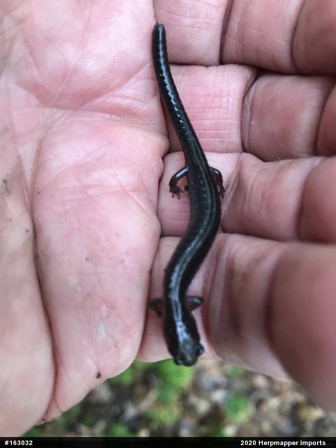 Woodland Salamanders