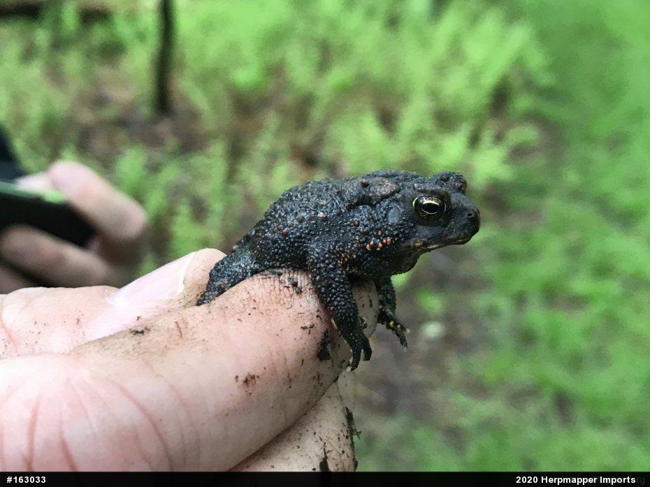 Eastern American Toad