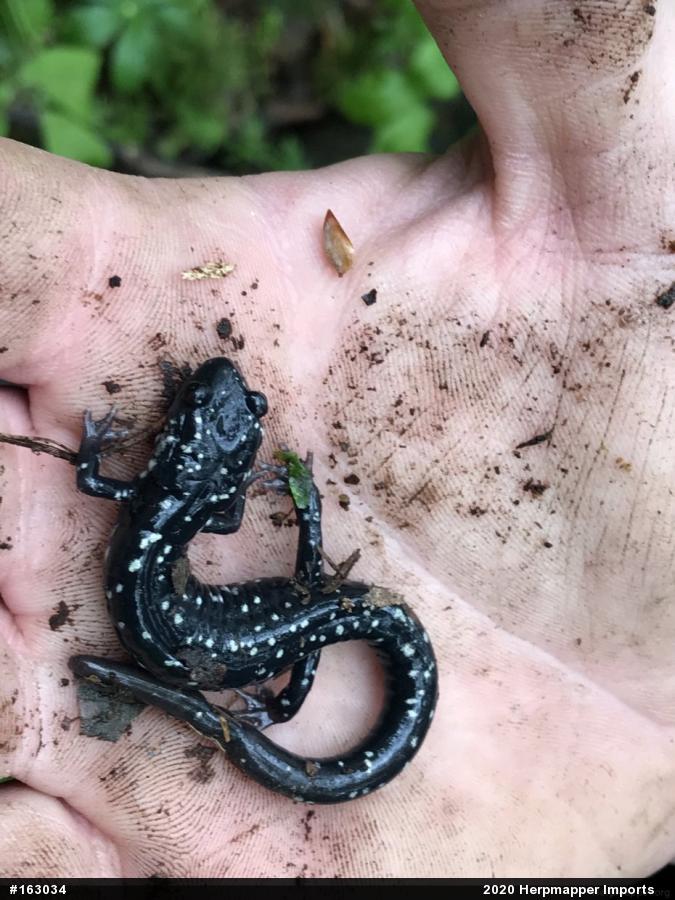 Northern Slimy Salamander