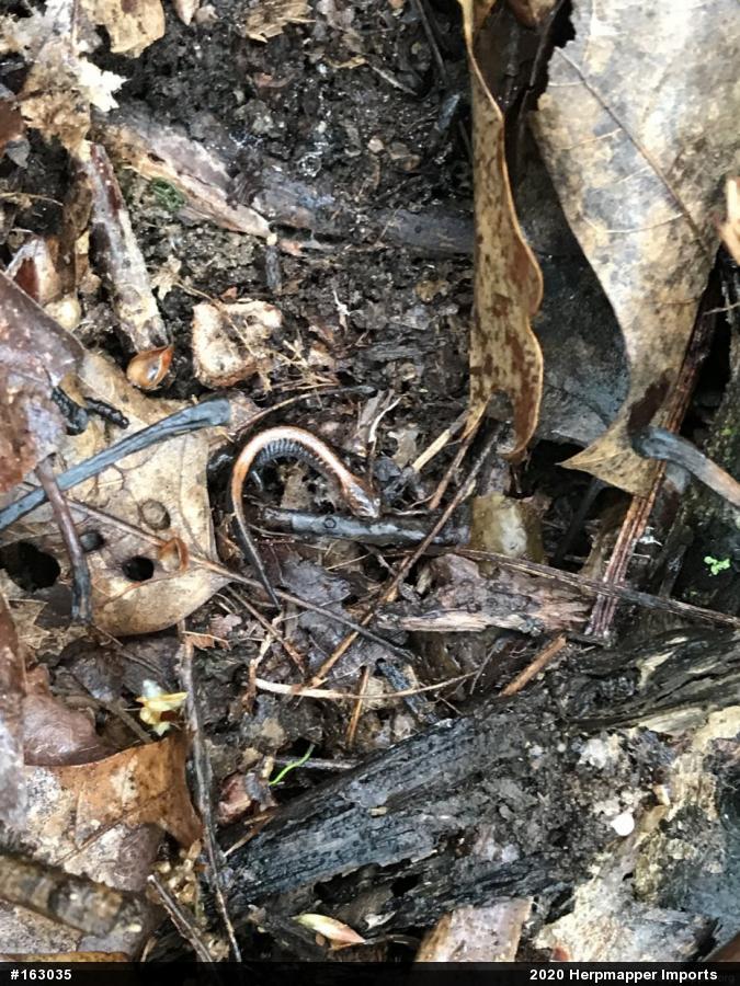 Eastern Red-backed  Salamander