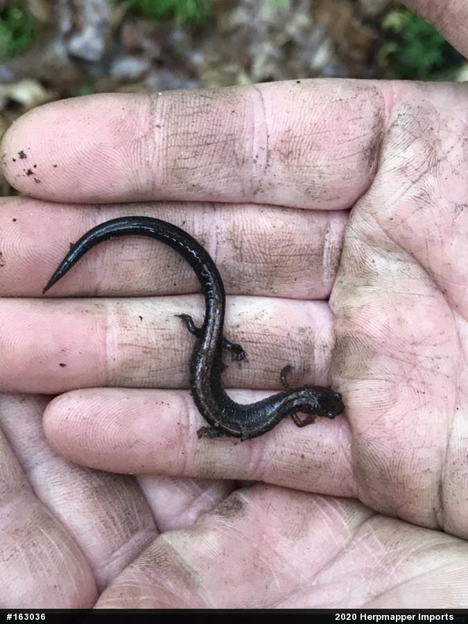 Eastern Red-backed  Salamander