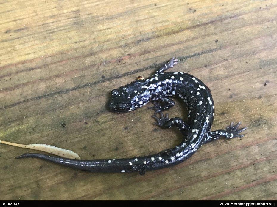 Northern Slimy Salamander