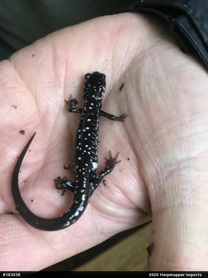 Northern Slimy Salamander