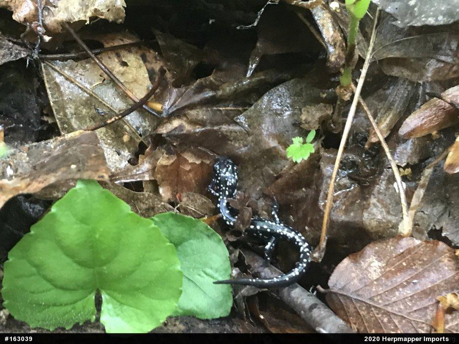 Northern Slimy Salamander