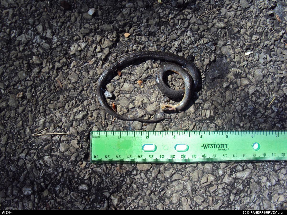Northern Ring-necked Snake