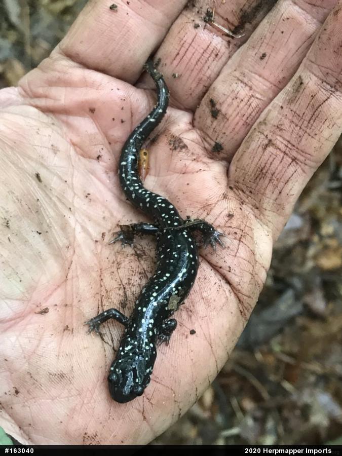 Northern Slimy Salamander