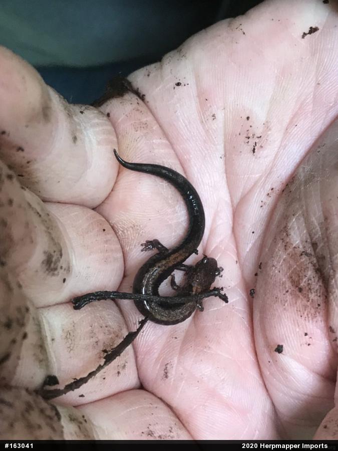 Eastern Red-backed  Salamander