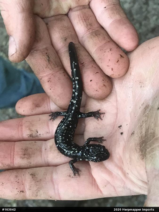 Northern Slimy Salamander
