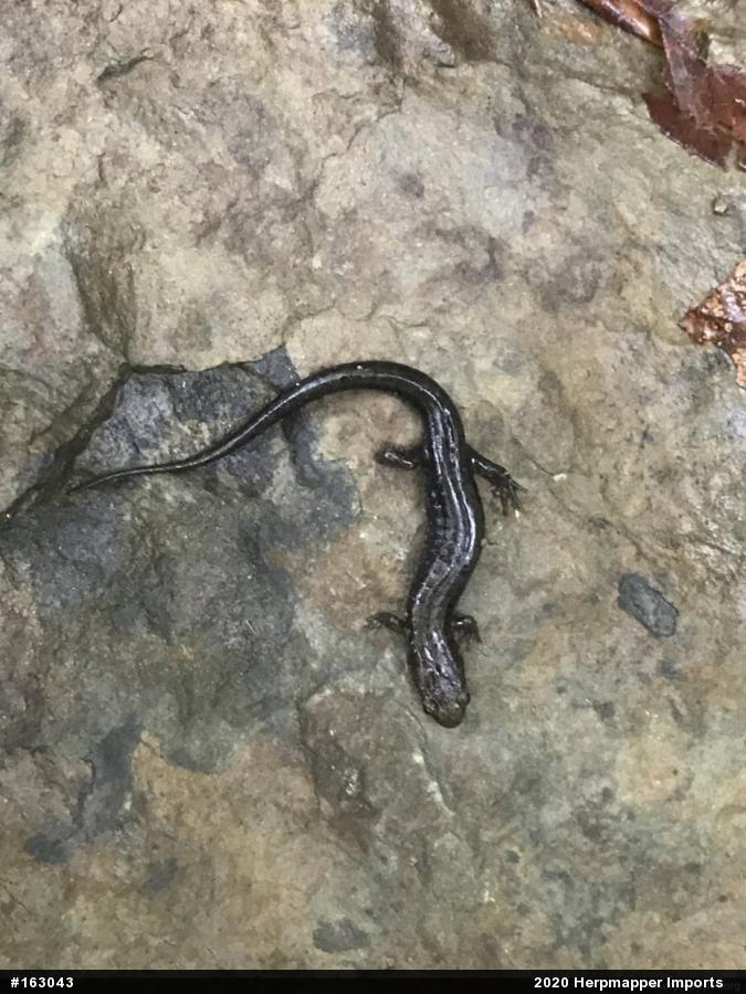 Allegheny Mountain Dusky Salamander